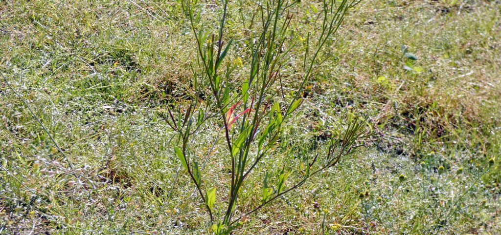 Nell''alveo del Lago di Livigno: Erysimum cheiranthoides  e Rumex cfr. longifolius