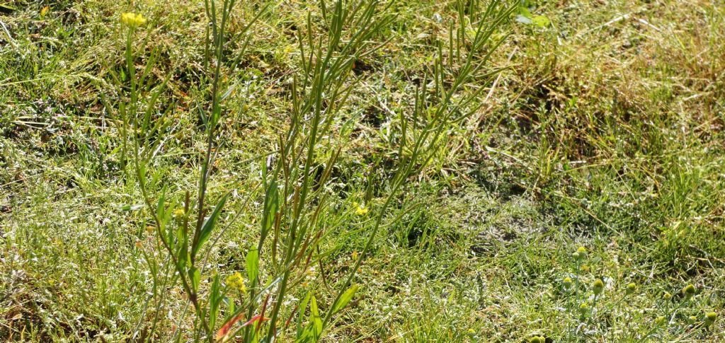 Nell''alveo del Lago di Livigno: Erysimum cheiranthoides  e Rumex cfr. longifolius