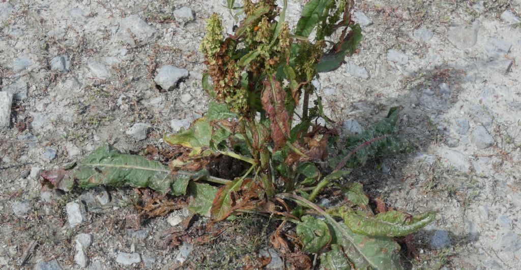 Nell''alveo del Lago di Livigno: Erysimum cheiranthoides  e Rumex cfr. longifolius