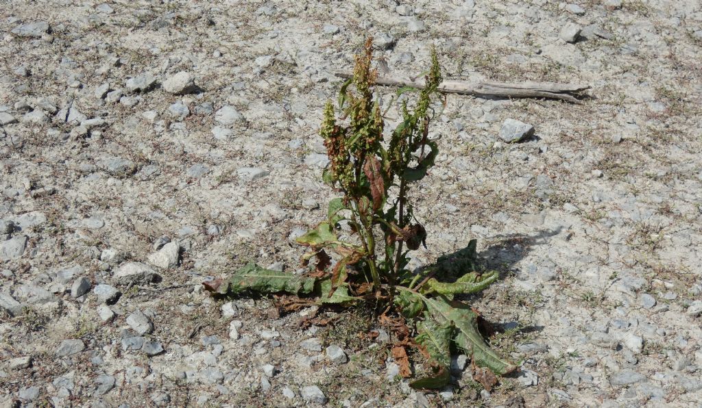 Nell''alveo del Lago di Livigno: Erysimum cheiranthoides  e Rumex cfr. longifolius