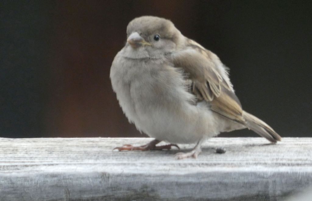 Giovane passero? S