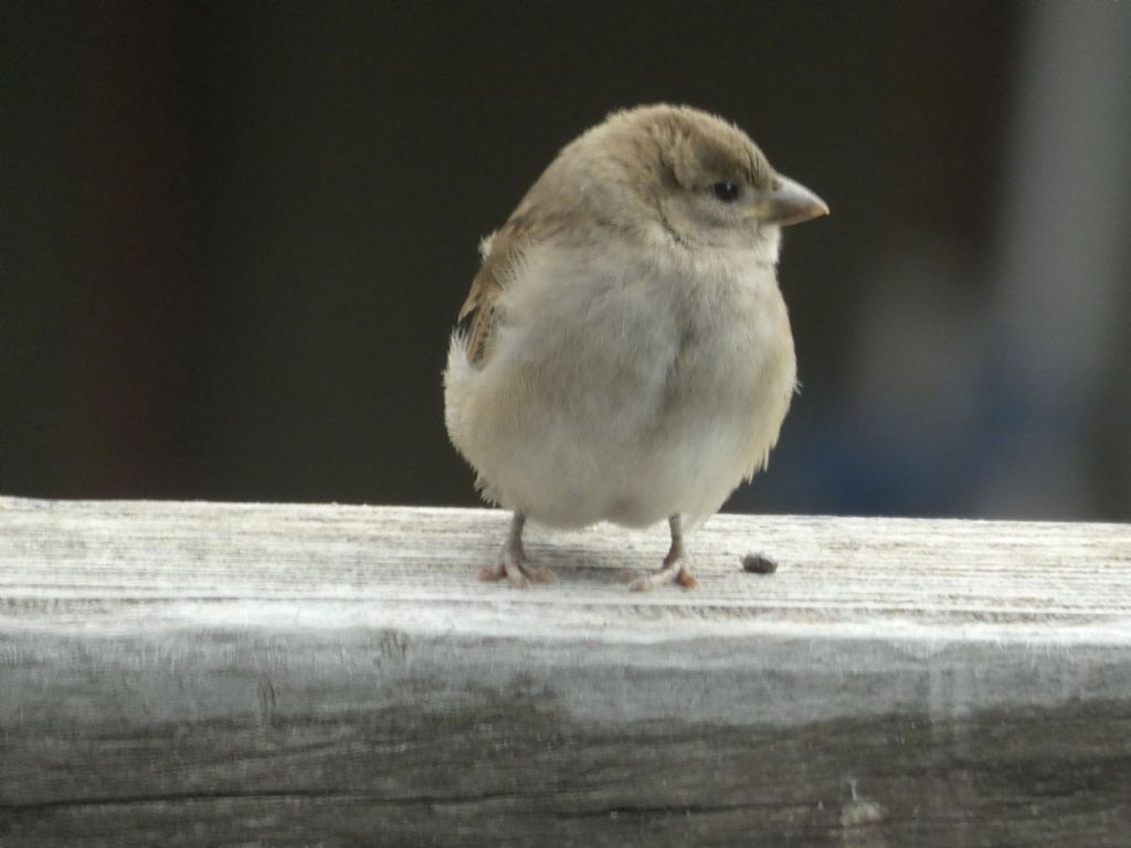 Giovane passero? S