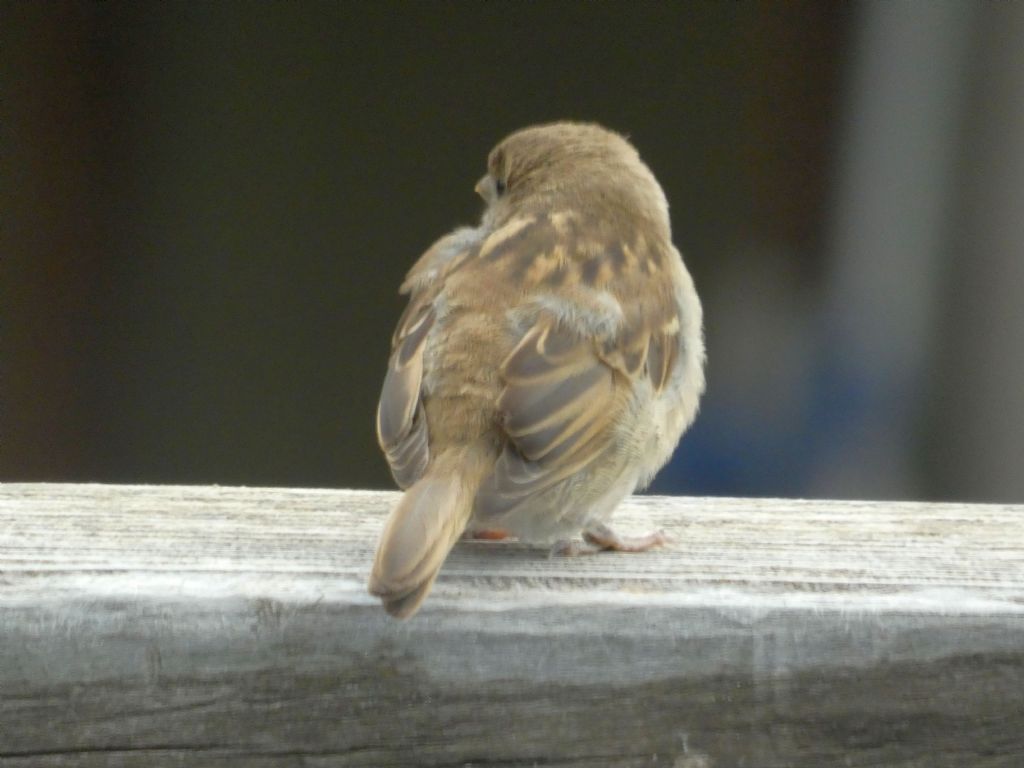 Giovane passero? S