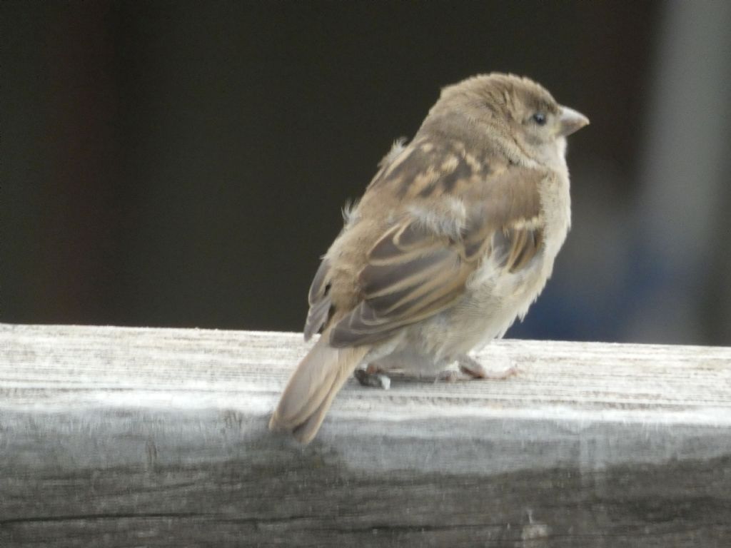 Giovane passero? S