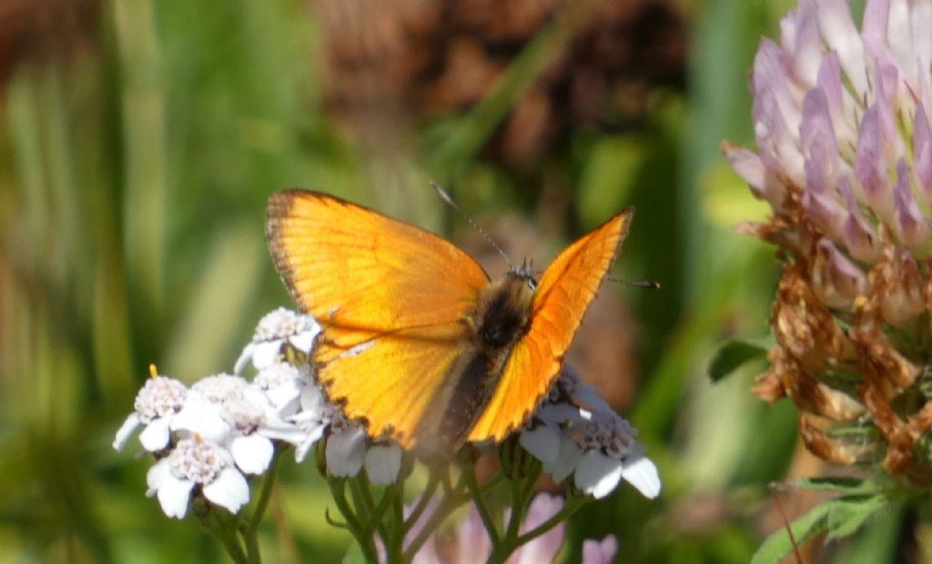 Lycaenidae: Lycaena virgaureae, maschio