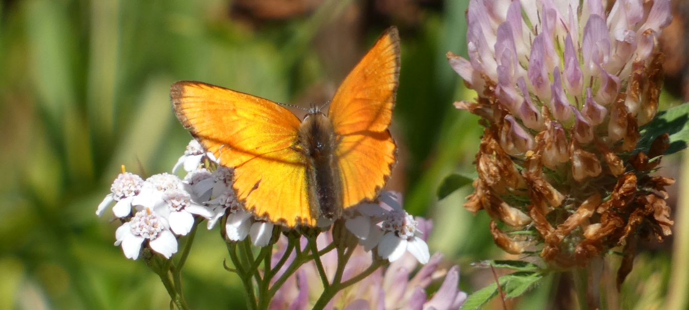 Lycaenidae: Lycaena virgaureae, maschio