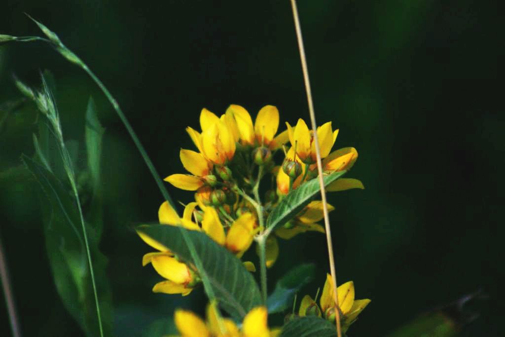 Lysimachia vulgaris (Primulaceae)