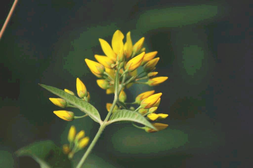 Lysimachia vulgaris (Primulaceae)