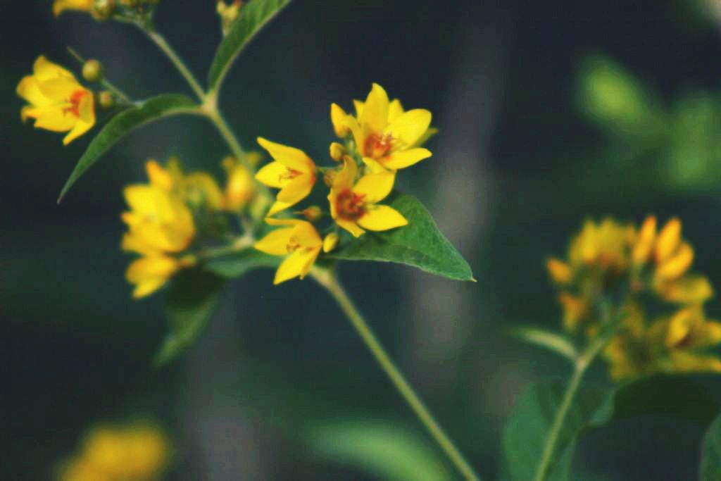 Lysimachia vulgaris (Primulaceae)