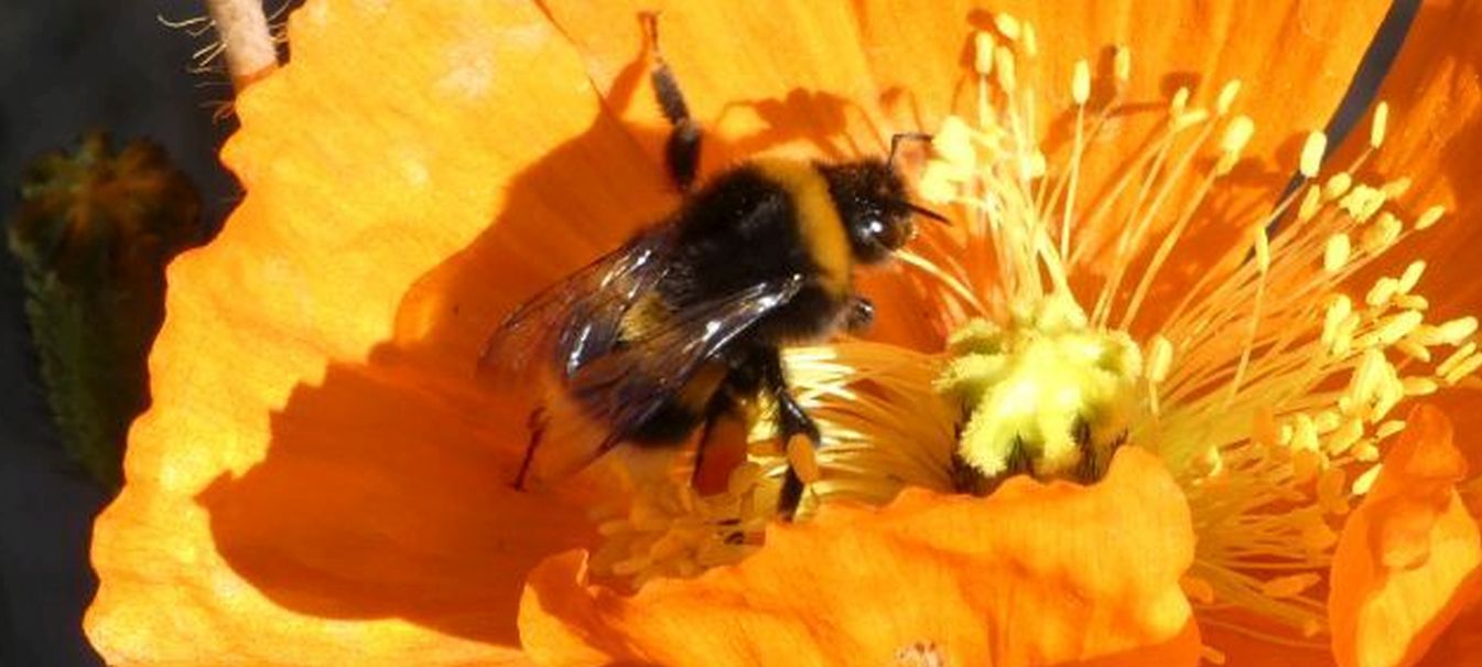 Bombus gr. terrestris (cfr.)