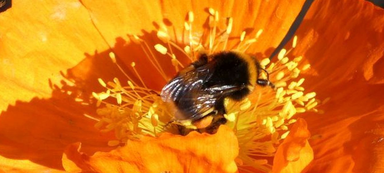 Bombus gr. terrestris (cfr.)