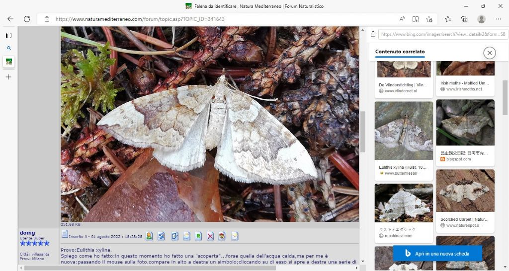 Eulithis populata