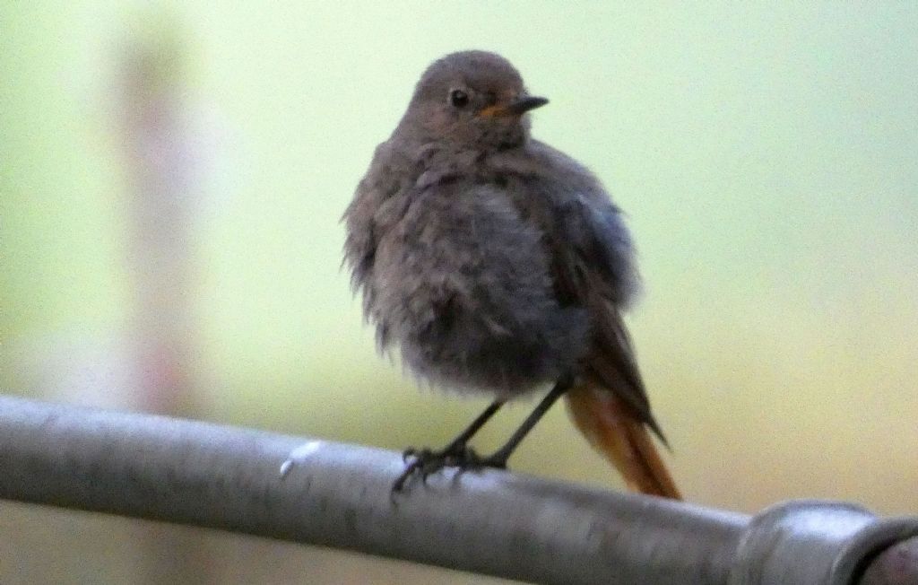 Giovane e femmina di Codirosso comune (Phoenicurus phoenicurus)