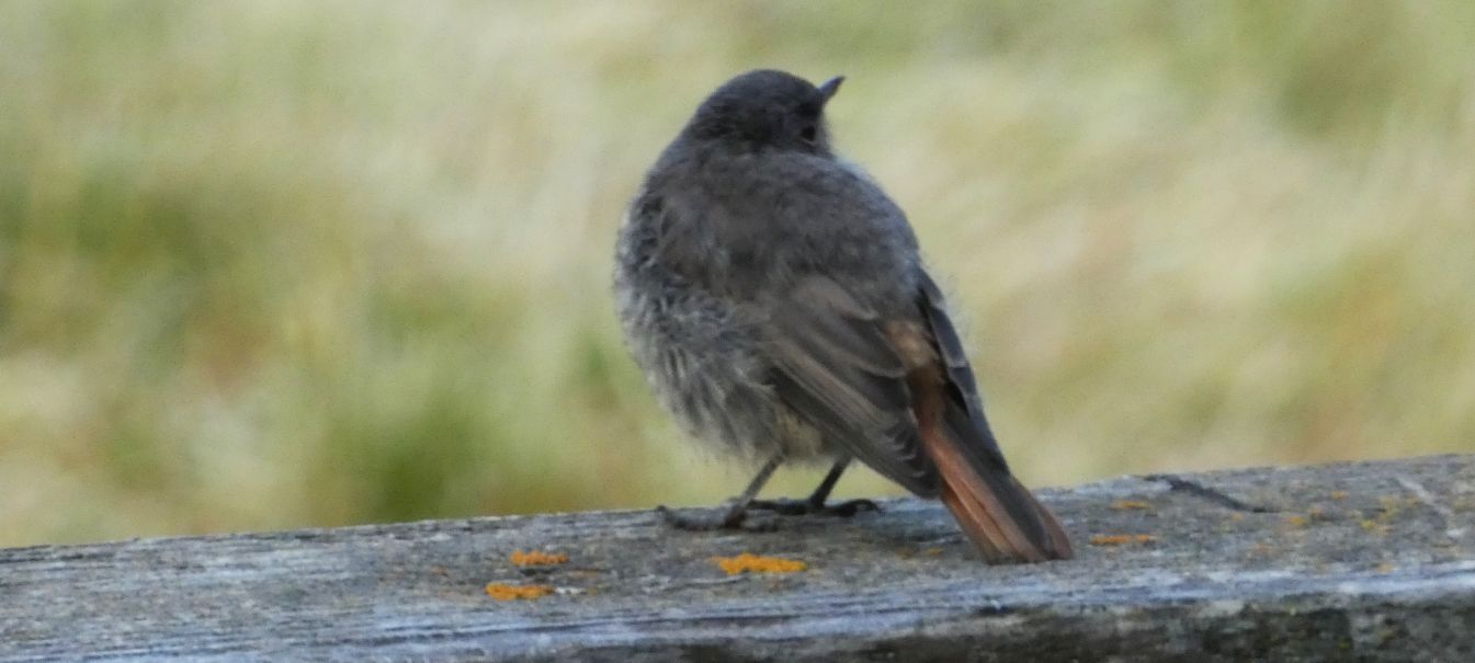 Giovane e femmina di Codirosso comune (Phoenicurus phoenicurus)