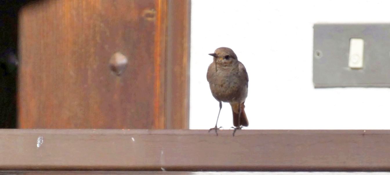 Giovane e femmina di Codirosso comune (Phoenicurus phoenicurus)