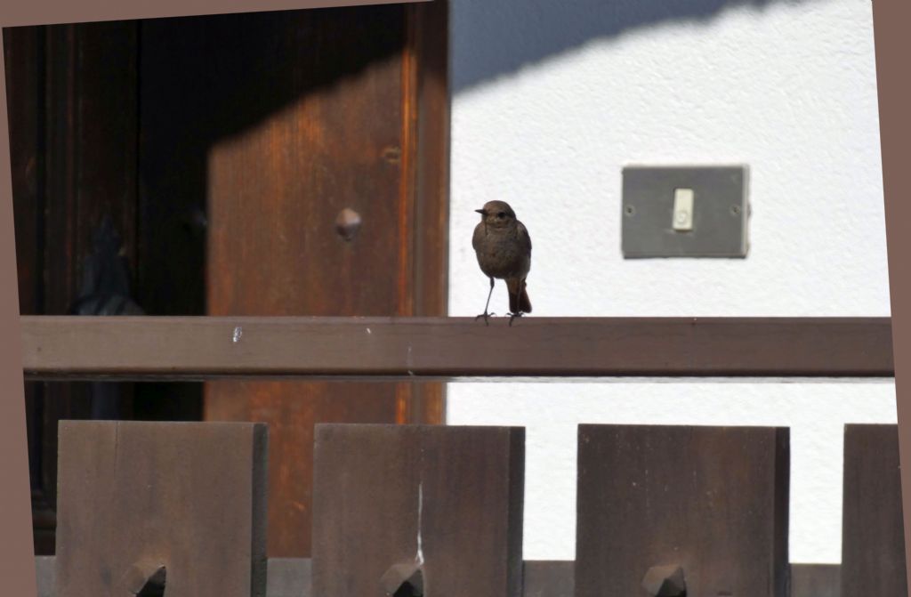 Giovane e femmina di Codirosso comune (Phoenicurus phoenicurus)