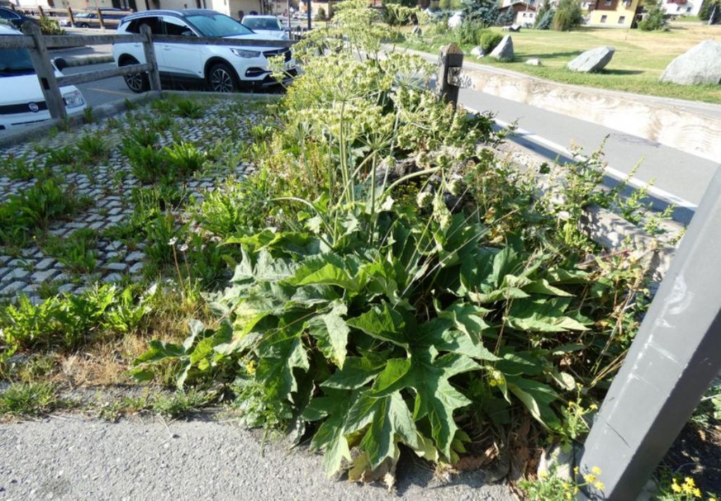 Apiaceae: Heracleum pyrenaicum