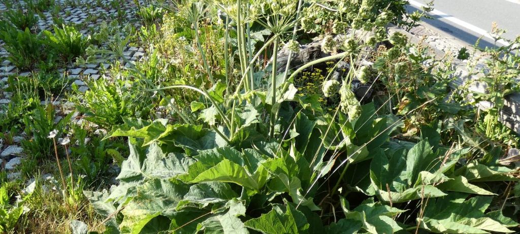 Apiaceae: Heracleum pyrenaicum