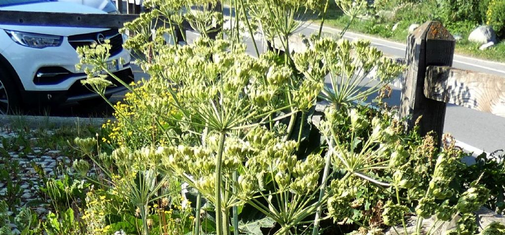 Apiaceae: Heracleum pyrenaicum