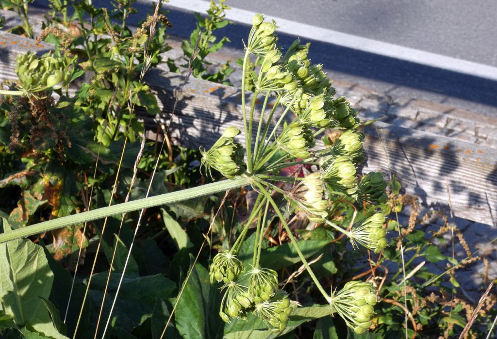 Apiaceae: Heracleum pyrenaicum