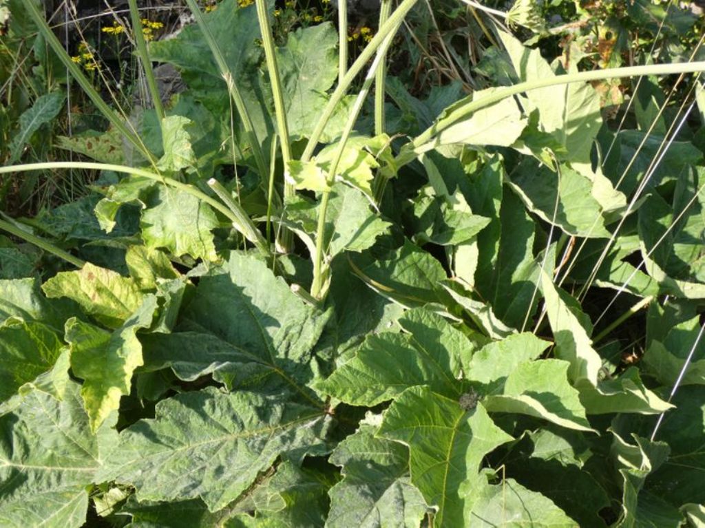 Apiaceae: Heracleum pyrenaicum