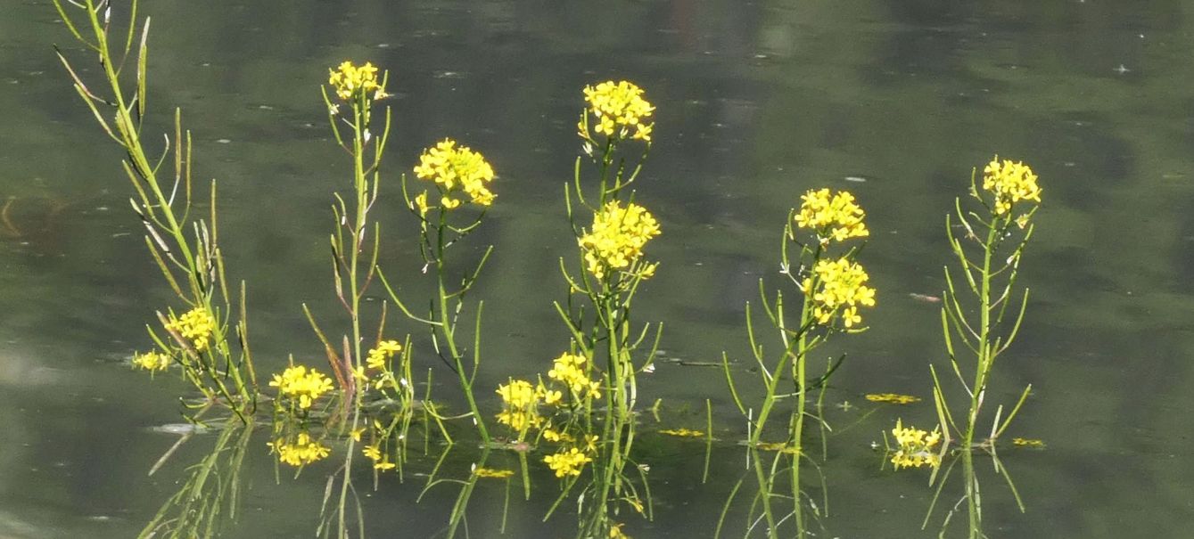 Nell''alveo del Lago di Livigno: Erysimum cheiranthoides  e Rumex cfr. longifolius