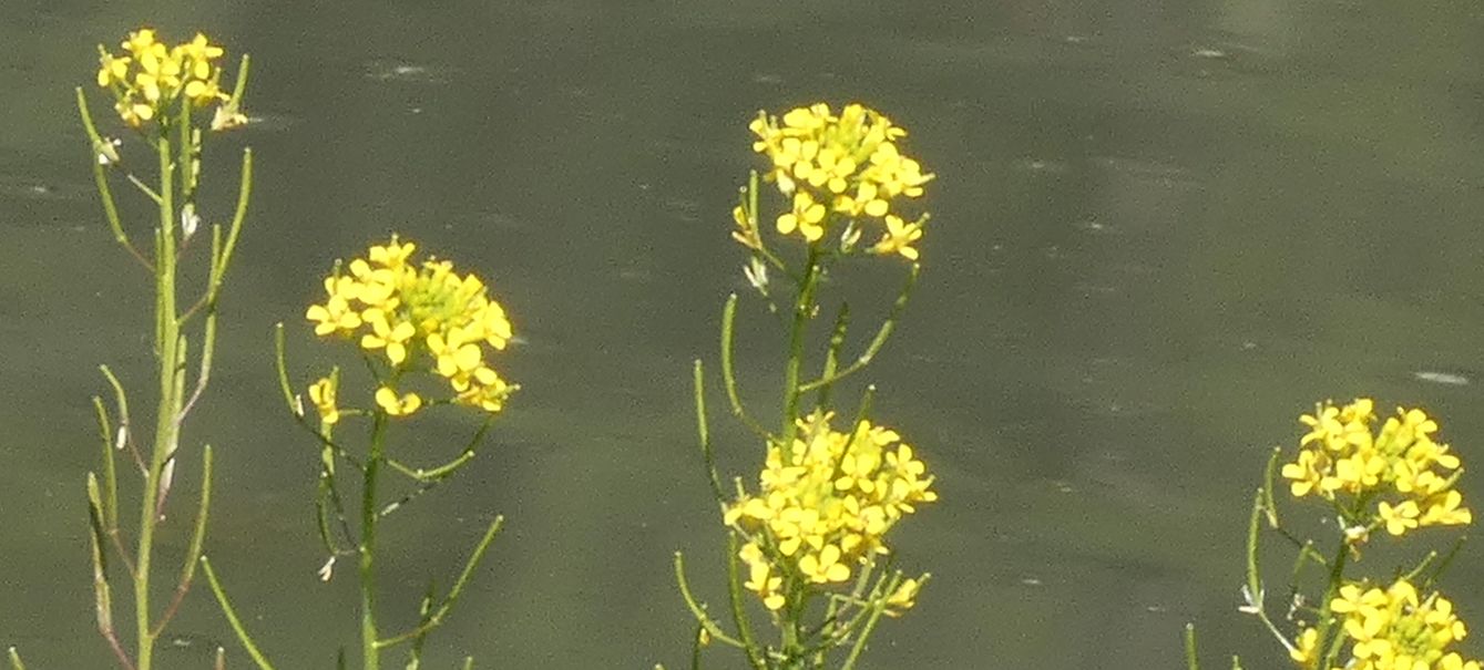 Nell''alveo del Lago di Livigno: Erysimum cheiranthoides  e Rumex cfr. longifolius