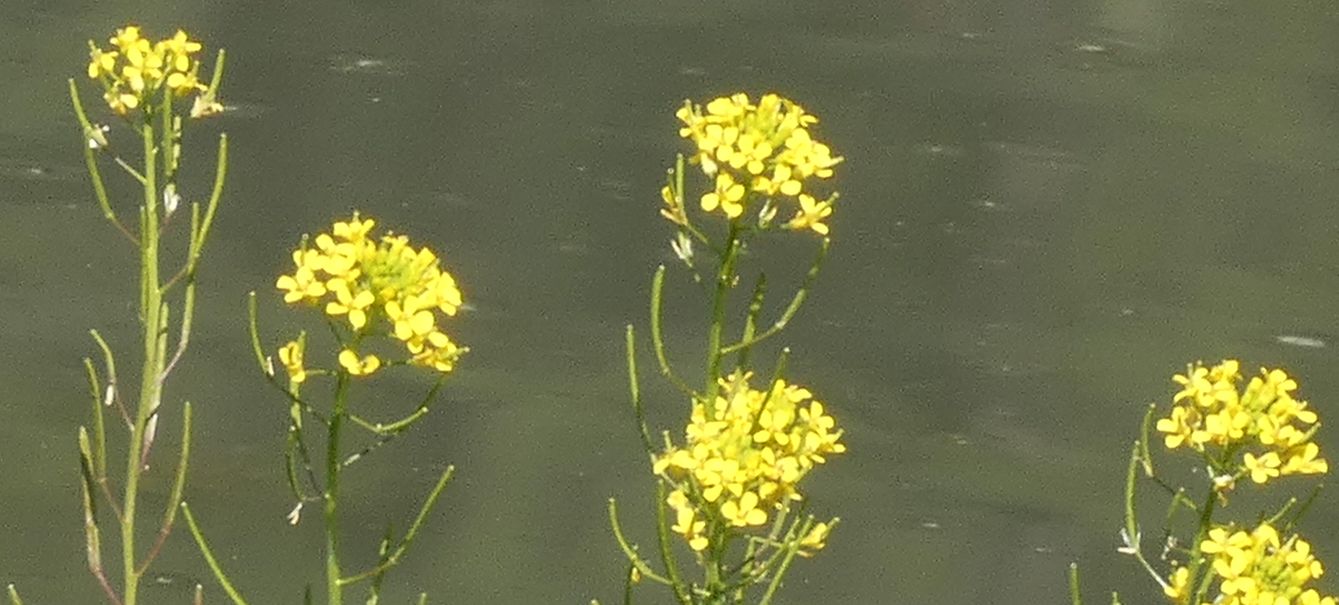 Nell''alveo del Lago di Livigno: Erysimum cheiranthoides  e Rumex cfr. longifolius