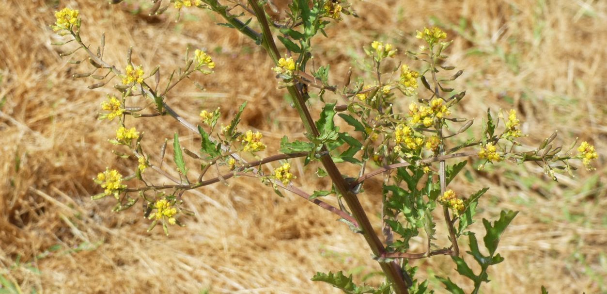 Nell''alveo del Lago di Livigno: Rorippa palustris e Galeopsis sp.