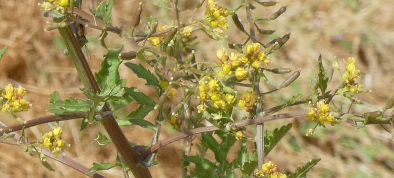 Nell''alveo del Lago di Livigno: Rorippa palustris e Galeopsis sp.
