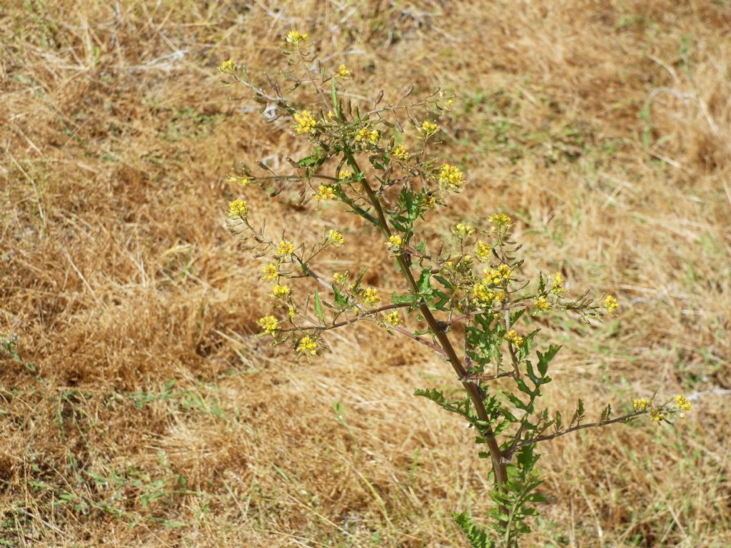 Nell''alveo del Lago di Livigno: Rorippa palustris e Galeopsis sp.