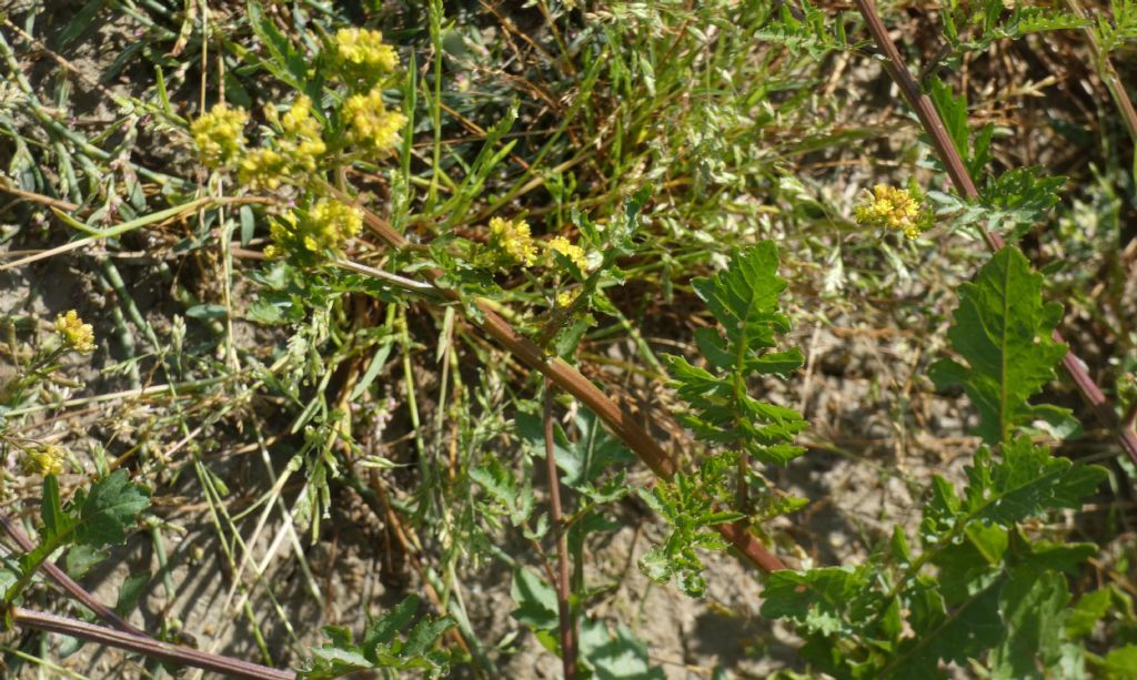Nell''alveo del Lago di Livigno: Rorippa palustris e Galeopsis sp.