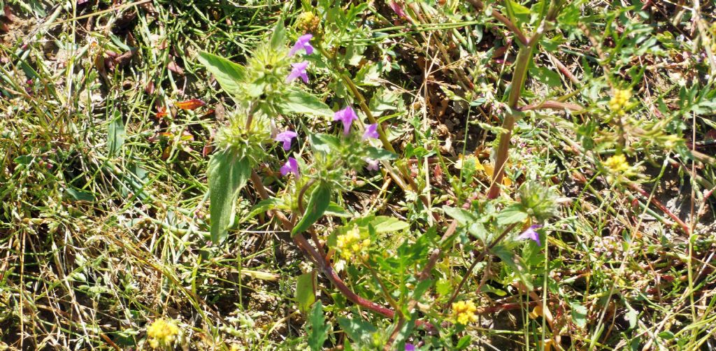 Nell''alveo del Lago di Livigno: Rorippa palustris e Galeopsis sp.