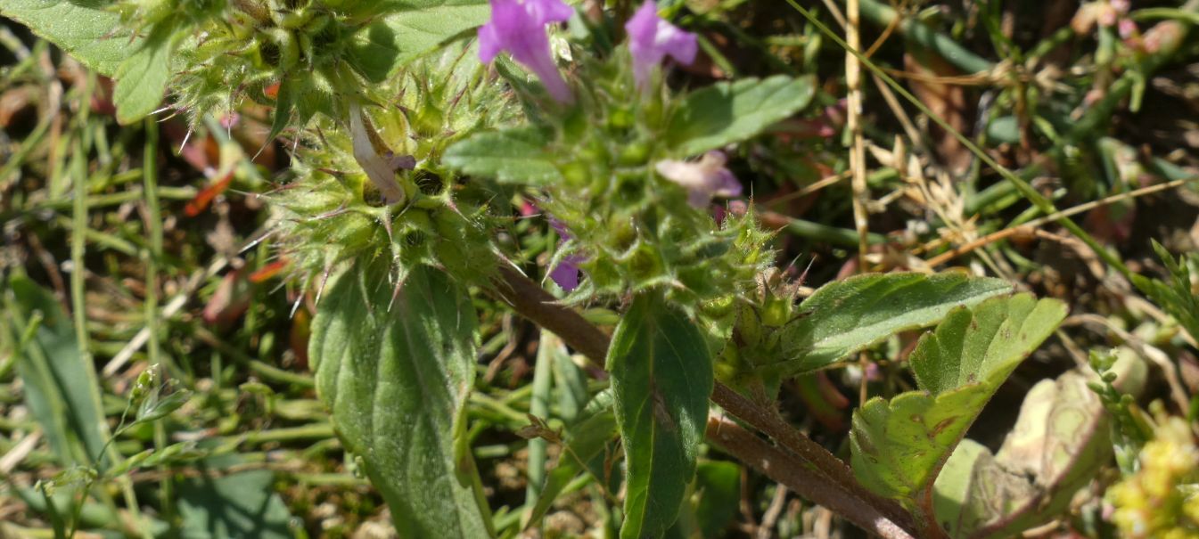 Nell''alveo del Lago di Livigno: Rorippa palustris e Galeopsis sp.