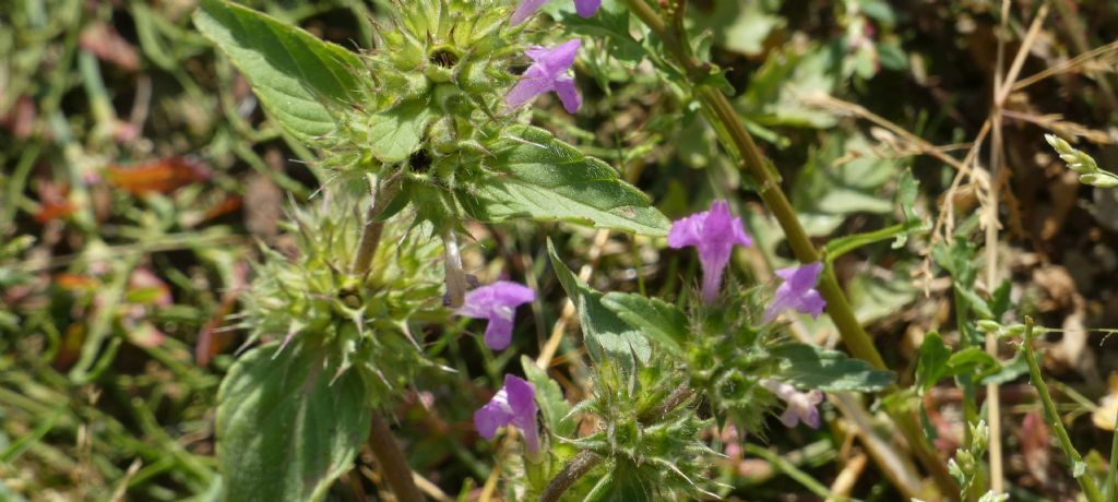 Nell''alveo del Lago di Livigno: Rorippa palustris e Galeopsis sp.