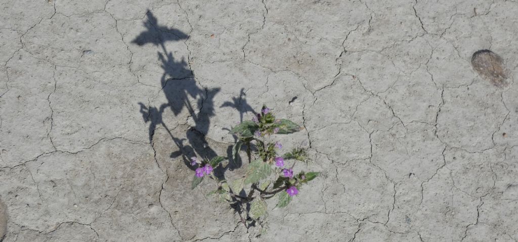 Nell''alveo del Lago di Livigno: Rorippa palustris e Galeopsis sp.