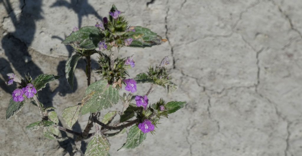 Nell''alveo del Lago di Livigno: Rorippa palustris e Galeopsis sp.