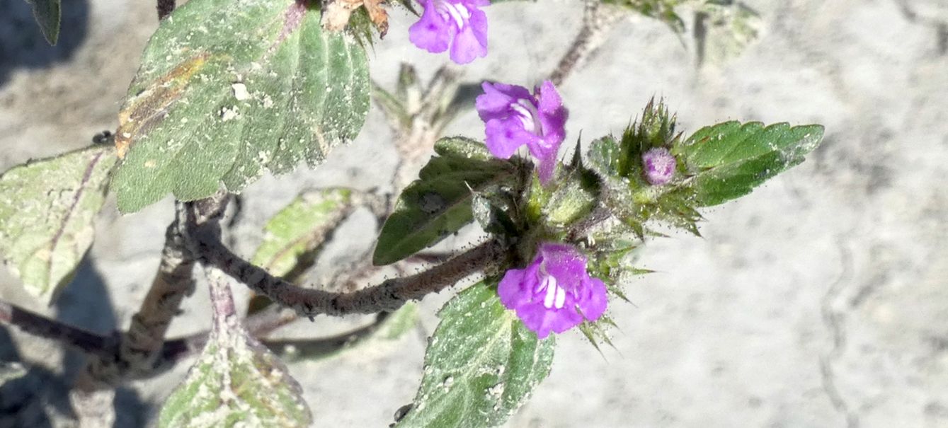 Nell''alveo del Lago di Livigno: Rorippa palustris e Galeopsis sp.