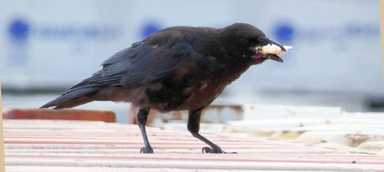 Corvo comune o Cornacchia nera?  Cornacchia nera (Corvus corone)
