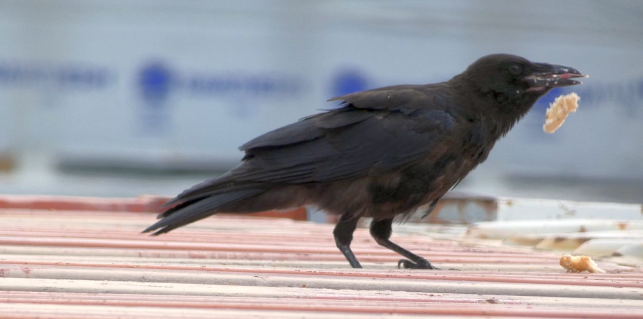 Corvo comune o Cornacchia nera?  Cornacchia nera (Corvus corone)