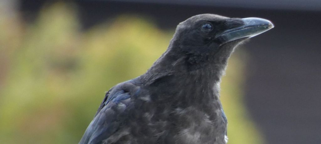 Corvo comune o Cornacchia nera?  Cornacchia nera (Corvus corone)