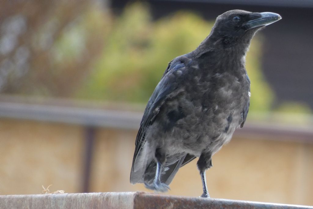 Corvo comune o Cornacchia nera?  Cornacchia nera (Corvus corone)