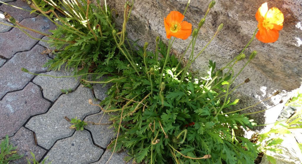 Papaver... ?  Papaver croceum