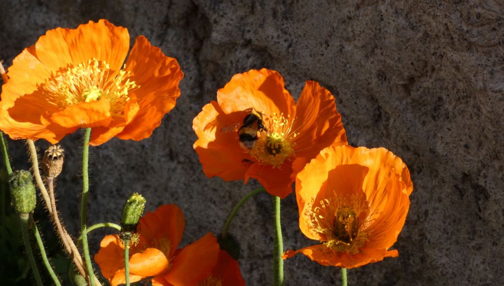 Papaver... ?  Papaver croceum
