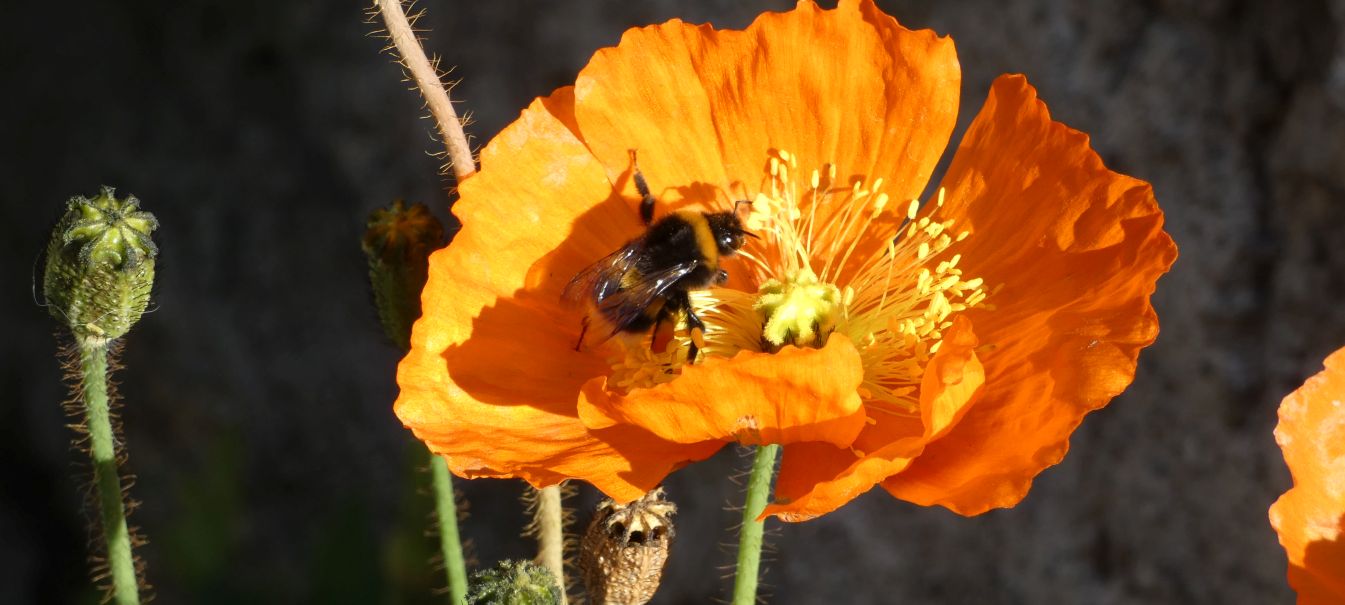 Papaver... ?  Papaver croceum