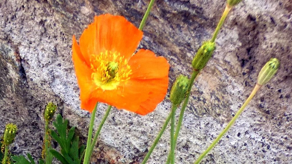 Papaver... ?  Papaver croceum