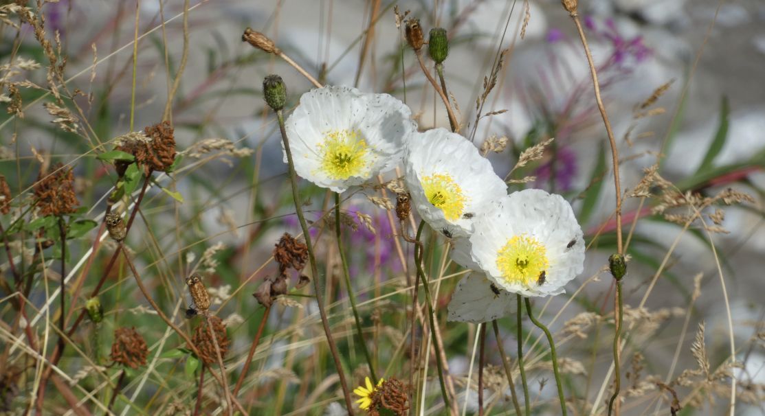 Papaver... ?  Papaver croceum