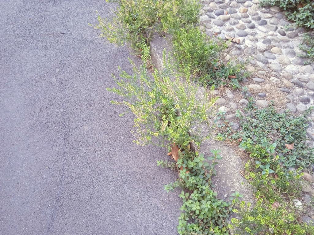 Lepidium ruderale ? No,  Lepidium virginicum