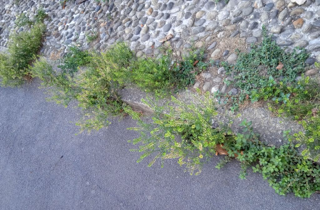 Lepidium ruderale ? No,  Lepidium virginicum