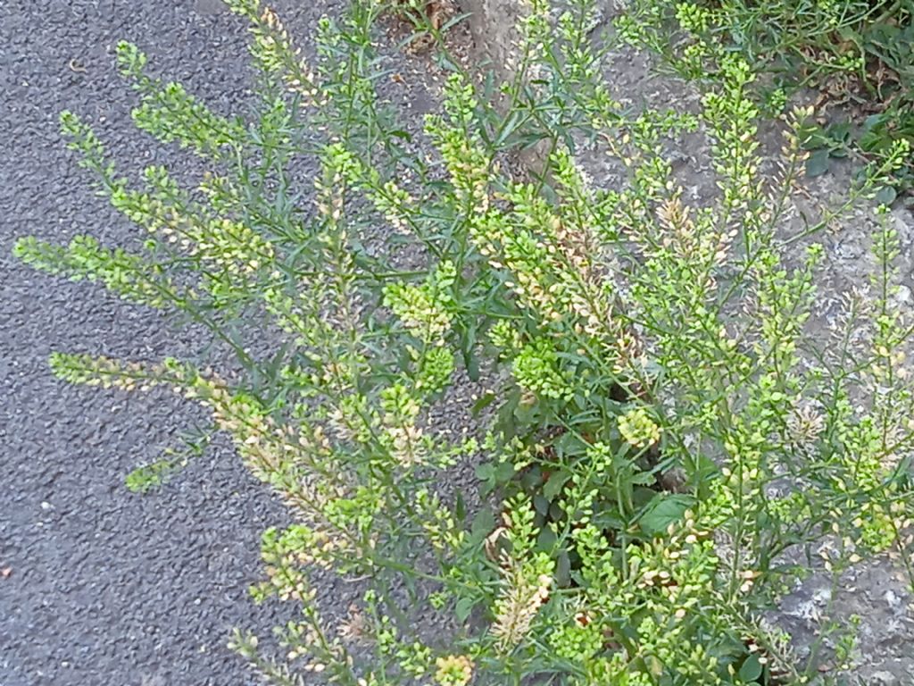 Lepidium ruderale ? No,  Lepidium virginicum
